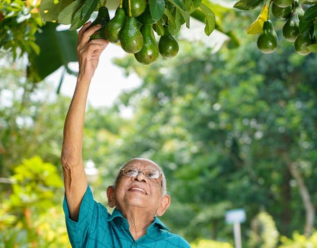 Resident picking fruit in the garden at Mission Valley