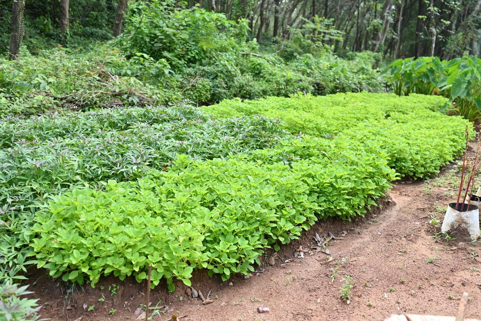 Organic kitchen garden at Swastham Eco Village